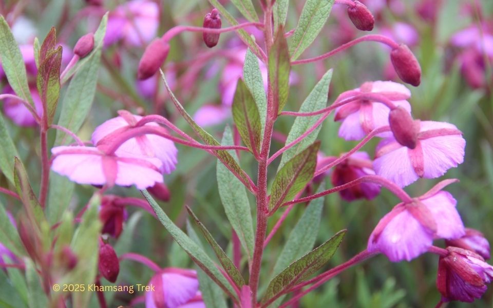 Langtang Valley Trek