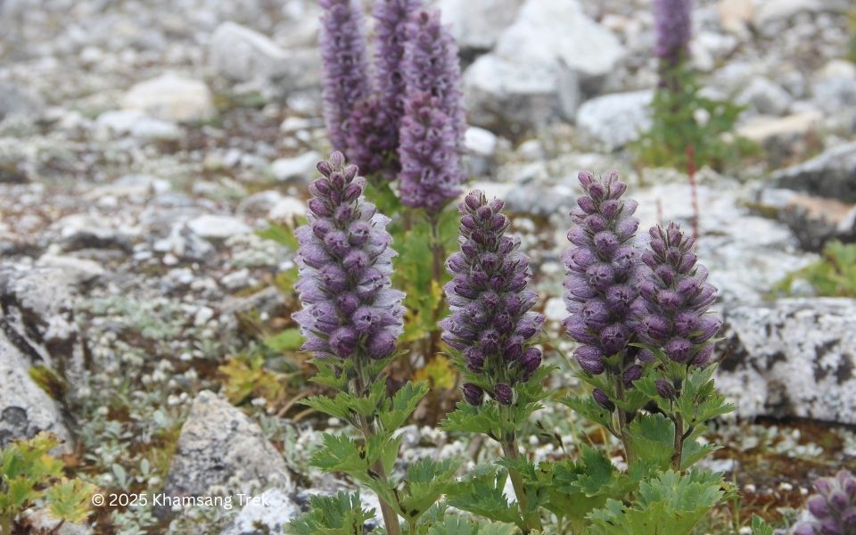 Langtang Valley Trek