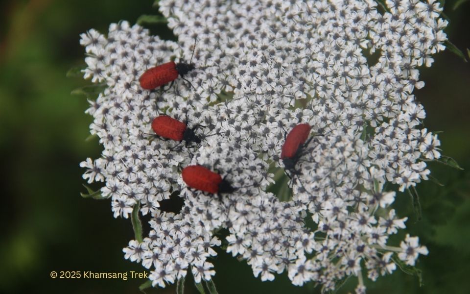 Langtang Valley Trek